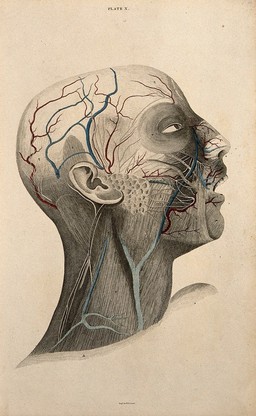 Head and face: dissection, with blood-vessels and nerves indicated in red and blue. Coloured line engraving by W.H. Lizars, 1822/1826.