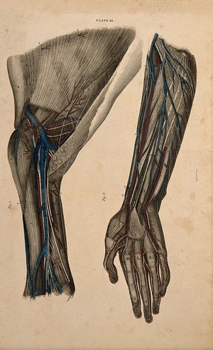 view Arm and shoulder: two figures of a dissection, with blood vessels and nerves indicated in red and blue. Coloured line engraving by W.H. Lizars, 1822/1826.