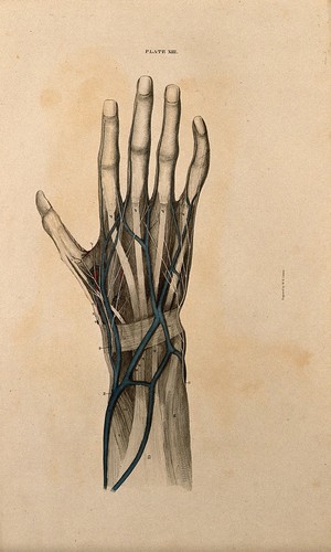 view Hand: dissection, with blood vessels and nerves indicated in red and blue. Coloured line engraving by W.H. Lizars, 1822/1826.