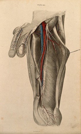 Male pelvis, genitals and thigh: dissection, with blood vessels and nerves indicated in red and blue. Coloured line engraving by W.H. Lizars, 1822/1826.