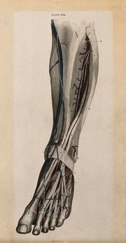 Leg and foot: dissection, with blood vessels and nerves indicated in red and blue. Coloured line engraving by W.H. Lizars, 1822/1826.