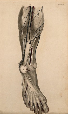 Leg and foot: dissection, with blood vessels and nerves indicated in red and blue. Coloured line engraving by W.H. Lizars, 1822/1826.