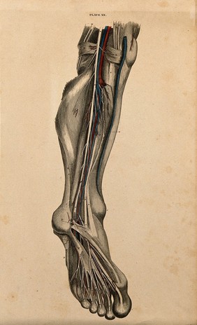 Leg and foot: dissection, with blood vessels and nerves indicated in red and blue. Coloured line engraving by W.H. Lizars, 1822/1826.