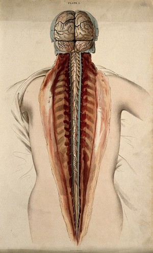 view Brain and spinal cord: dissection, back view. Coloured line engraving by W.H. Lizars, ca. 1827.