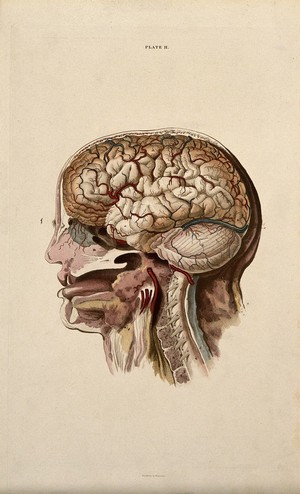 view Brain: dissection showing cross-section through head and neck, with lateral view of the brain. Coloured line engraving by W.H. Lizars, ca. 1827.