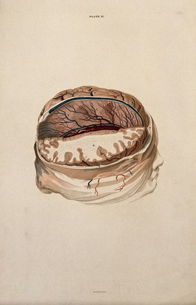 Brain: dissection showing a section of the right hemisphere. Coloured line engraving by W.H. Lizars, ca. 1827.