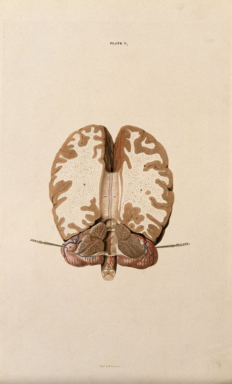 Brain: horizontal section. Coloured line engraving by W.H. Lizars, ca. 1827., [1820/1827], by William Home Lizars