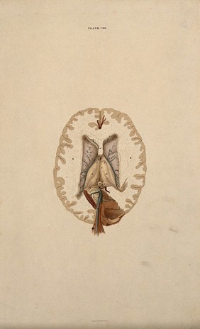 Brain: dissection showing the lateral ventricles and mid-brain. Coloured line engraving by W.H. Lizars, ca. 1827.