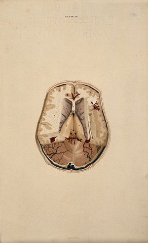 view Brain: dissection showing a horizontal section. Coloured line engraving by W.H. Lizars, ca. 1826.