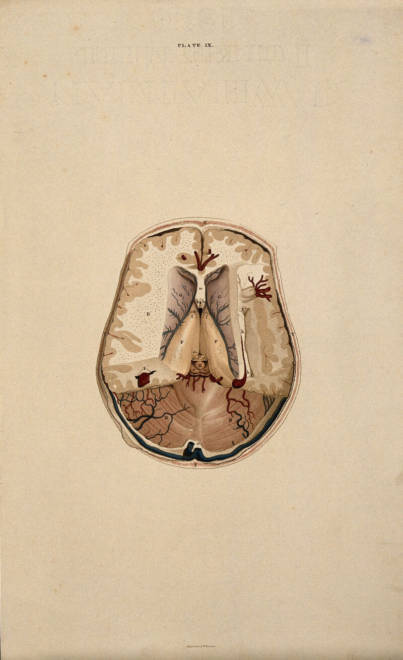 Brain: dissection showing a horizontal section. Coloured line engraving by W.H. Lizars, ca. 1826., [1820/1827], by William Home Lizars
