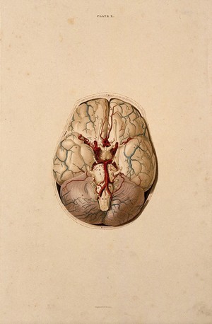 view Brain: dissection showing the base of the brain. Coloured line engraving by W.H. Lizars, ca. 1827.