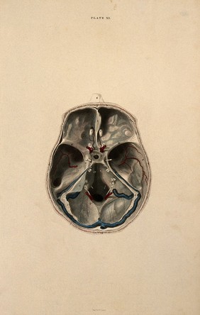 Skull: lateral section, with blood-vessels indicated in red and blue. Coloured line engraving by W.H. Lizars, ca. 1826.