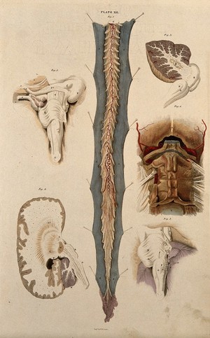 view Brain and spinal cord: six figures showing various portions. Coloured line engraving by W.H. Lizars, ca. 1826.