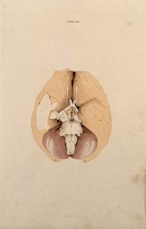 view Brain: dissection showing the base of the brain. Coloured line engraving by W.H. Lizars, ca. 1827.