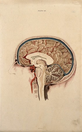 Brain: lateral section. Coloured line engraving by W.H. Lizars, ca. 1826.