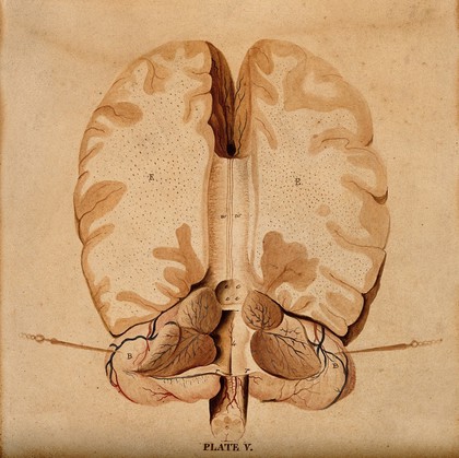 Brain: horizontal section. Watercolour after(?) W.H. Lizars, ca. 1826.