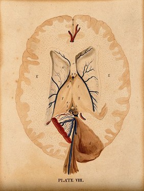 Brain: seven figures illustrating various portions, including cross-section of the base of the brain. Watercolour after(?) W.H. Lizars, ca. 1826.