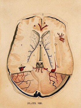 Brain: horizontal section. Watercolour after(?) W.H. Lizars, ca. 1826.