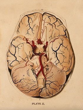 Brain: dissection showing the base of the brain. Watercolour after(?) W.H. Lizars, ca. 1826.