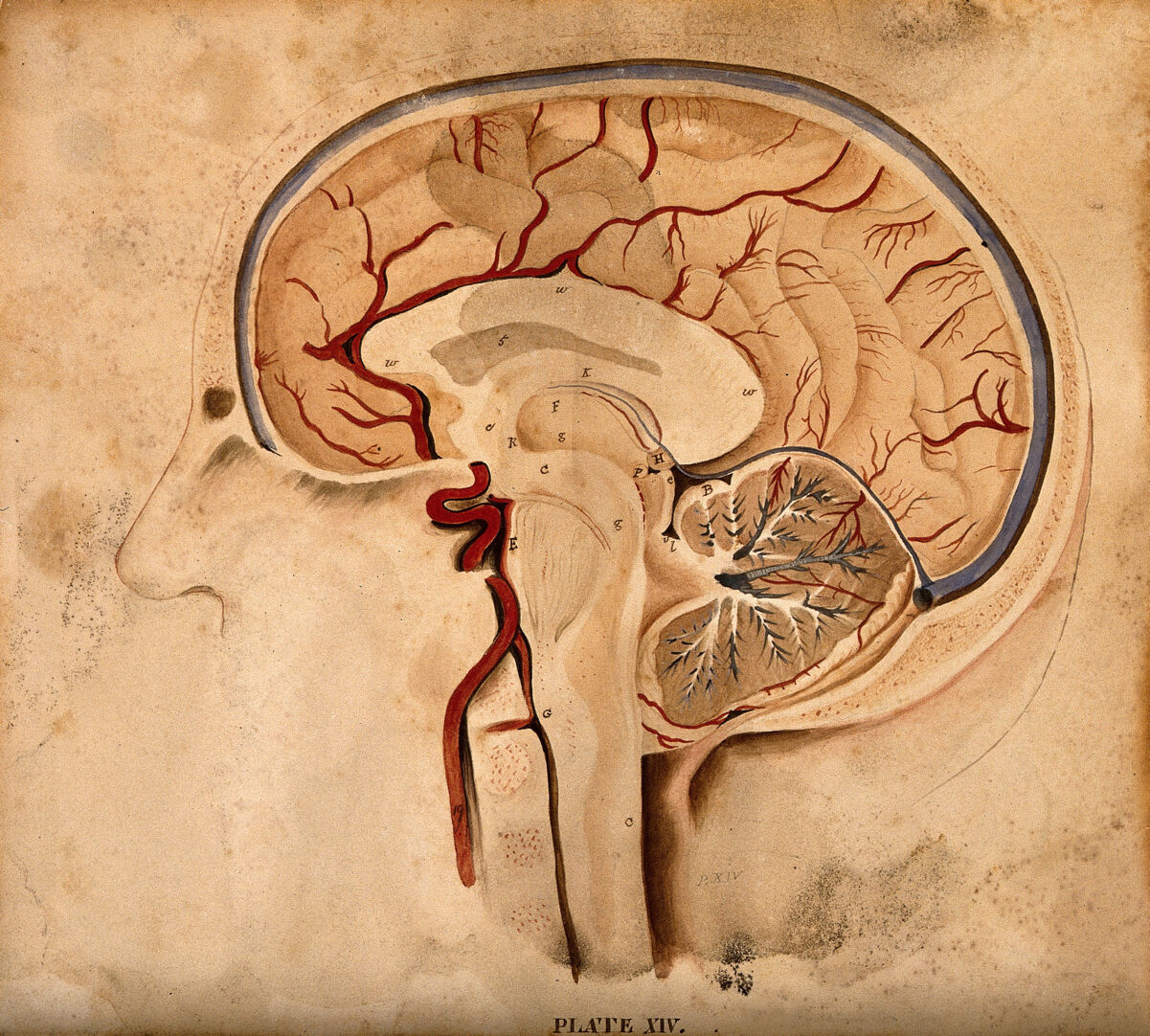 Hand-painted watercolour of a brain in lateral section, about 1826