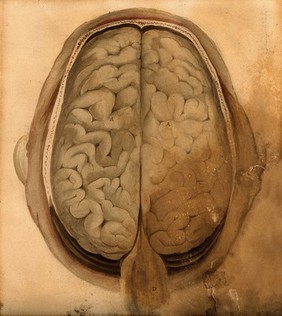 Brain: dissection showing the gyri, seen from above. Watercolour after(?) W.H. Lizars, ca. 1826.