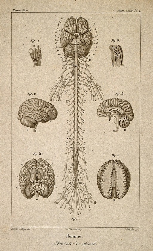 Brain and spinal cord: seven figures. Stipple engraving by Schmeltz, after Martin Saint-Ange, 1830/1850?.