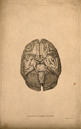 Base of the brain. Stipple engraving by Neele & Son, 1810/1825(?).