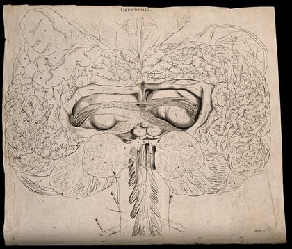 Cerebrum: view of the mid-brain, including the gyri. Line engraving by Campbell, 1800/1830(?).