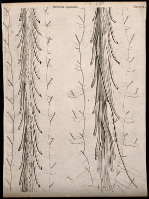 view Spinal cord: two figures of a dissection. Line engraving by Campbell, 1800/1830(?).