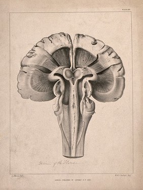 Brain of a horse (?): cross-section. Lithograph by L. Aldous, 1853.