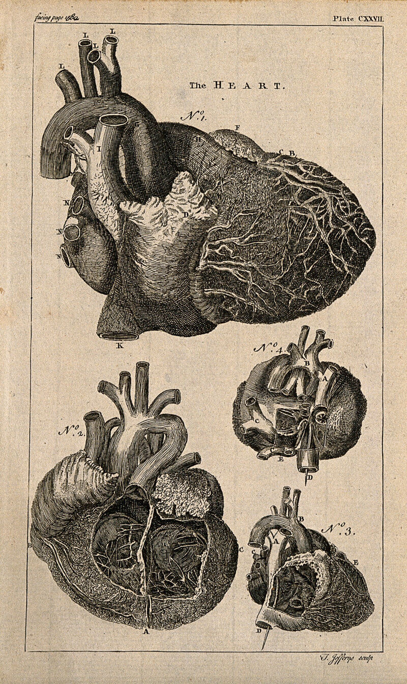 The heart: four figures. Engraving by T. Jefferys, ca. 1763., [1763?], by Thomas Jefferys