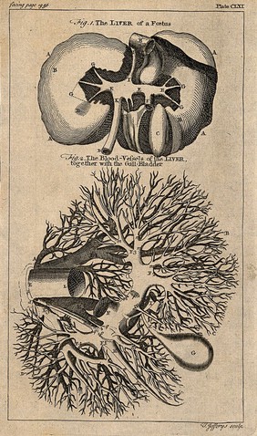 The liver of a foetus: two figures, showing a dissected liver, its blood-vessels, and the gall-bladder. Engraving by T. Jefferys, ca. 1763.