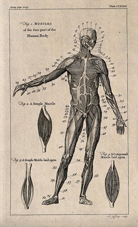 An écorché figure, front view, with right arm raised, and three figures showing details of muscles. Engraving by T. Jefferys, ca. 1763.