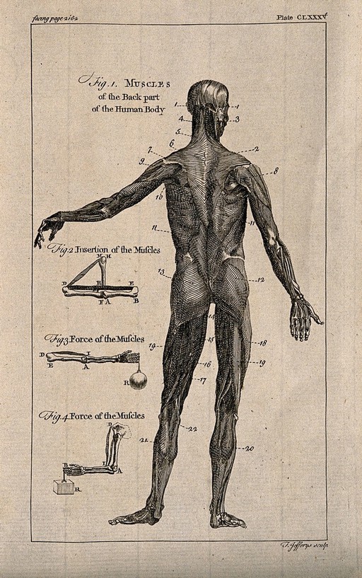 An écorché figure, back view, with left arm extended, and three figures showing details of the muscles. Engraving by T. Jefferys, ca. 1763.