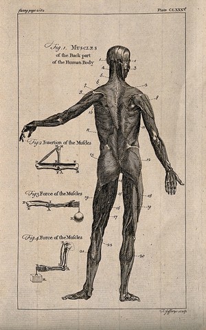 view An écorché figure, back view, with left arm extended, and three figures showing details of the muscles. Engraving by T. Jefferys, ca. 1763.