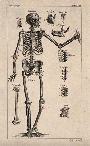 view Human skeleton and bones: ten figures. Engraving by T. Jefferys, ca. 1763.