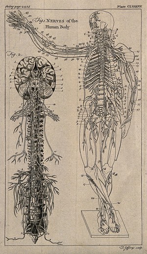 view The nervous system: two figures showing the brain, spine and nerves, and and an écorché figure with the nervous system indicated. Engraving by T. Jefferys, ca. 1763.