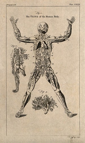 view The venous system: three figures, including an écorché figure and details of the veins. Engraving by T. Jefferys, ca. 1763.