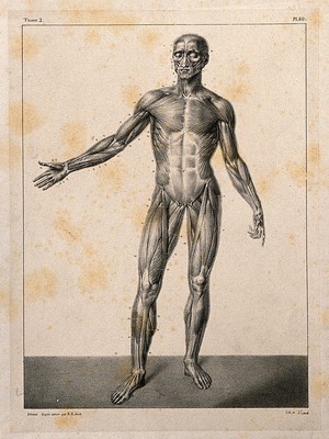 view An écorché figure, front view, with right arm extended. Lithograph by N.H Jacob, 1831/1854.