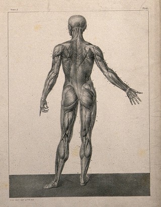 An écorché figure, back view, with right arm extended. Lithograph by N.H Jacob, 1831/1854.