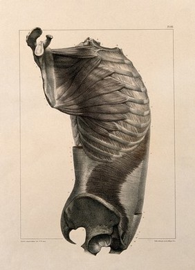 Trunk: side view, showing the muscles. Coloured lithograph by N.H Jacob, 1831/1854.