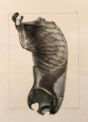 view Trunk: side view, showing the muscles. Coloured lithograph by N.H Jacob, 1831/1854.