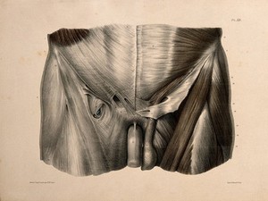 view Muscles of the abdomen and thigh. Coloured lithograph by N.H Jacob, 1831/1854.