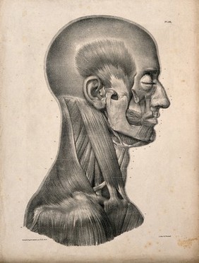 Muscles of the head and neck: an écorché seen in profile. Lithograph by N.H Jacob, 1831/1854.