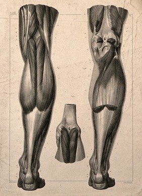 Muscles of the back of the leg: three figures. Lithograph by N.H Jacob, 1831/1854.