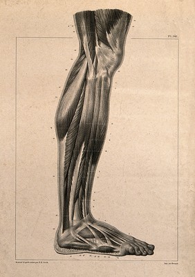 Muscles of the lower leg, seen from the side. Lithograph by N.H Jacob, 1831/1854.