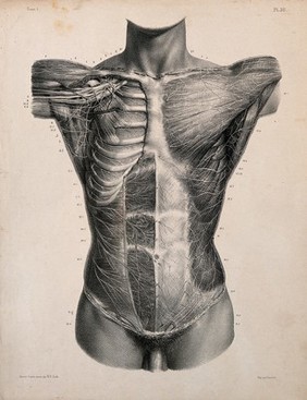 Dissected trunk, seen from the front, showing cutaneous and muscular nerves. Lithograph by N.H. Jacob, 1831/1854.