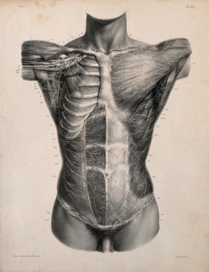 view Dissected trunk, seen from the front, showing cutaneous and muscular nerves. Lithograph by N.H. Jacob, 1831/1854.