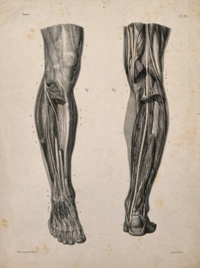 Nerves and muscles of the legs: two figures. Lithograph by N.H Jacob, 1831/1854.