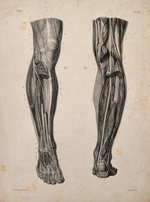 view Nerves and muscles of the legs: two figures. Lithograph by N.H Jacob, 1831/1854.